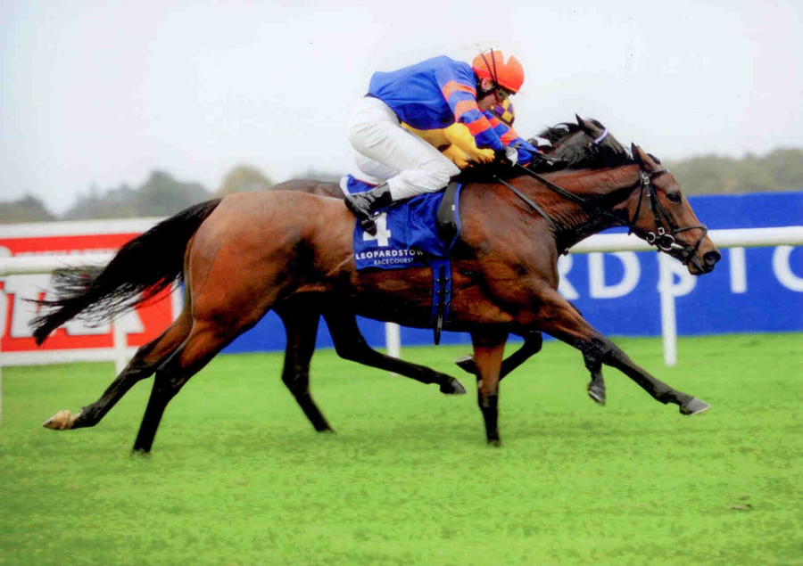 Ubquitous Mantle Leopardstown 26th Oct 2013